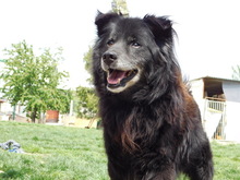 JOKY, Hund, Mischlingshund in Slowakische Republik - Bild 9
