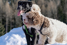 COOKIE, Hund, Mischlingshund in Greven - Bild 2