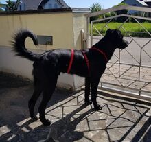 COOKIE, Hund, Mischlingshund in Greven - Bild 22