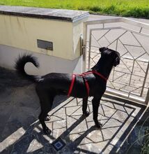 COOKIE, Hund, Mischlingshund in Greven - Bild 25