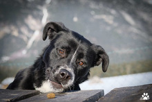 COOKIE, Hund, Mischlingshund in Greven - Bild 3