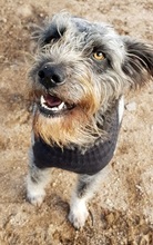 AMAI, Hund, Mischlingshund in Italien - Bild 12