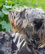 AMAI, Hund, Mischlingshund in Italien - Bild 15