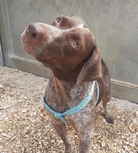 IDA, Hund, Deutsch Kurzhaar in Kerken - Bild 20