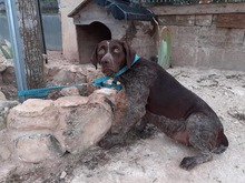 IDA, Hund, Deutsch Kurzhaar in Kerken - Bild 22