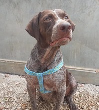 IDA, Hund, Deutsch Kurzhaar in Kerken - Bild 23