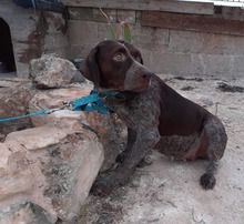 IDA, Hund, Deutsch Kurzhaar in Kerken - Bild 30