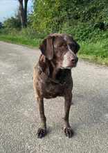 IDA, Hund, Deutsch Kurzhaar in Kerken - Bild 6