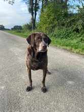 IDA, Hund, Deutsch Kurzhaar in Kerken - Bild 7