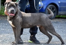 CORSO, Hund, Cane Corso in Ungarn - Bild 2