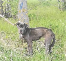 CORSO, Hund, Cane Corso in Ungarn - Bild 4