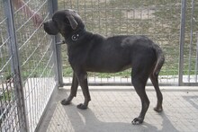 CORSO, Hund, Cane Corso in Ungarn - Bild 5