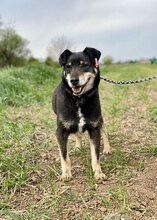 OSCAR, Hund, Mischlingshund in Bulgarien - Bild 1