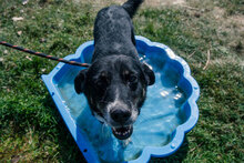OSCAR, Hund, Mischlingshund in Bulgarien - Bild 2