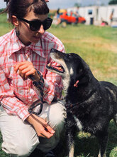 OSCAR, Hund, Mischlingshund in Bulgarien - Bild 3