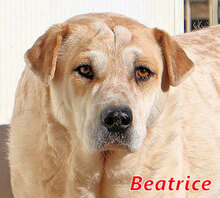 BEATRICE, Hund, Shar Pei-Mix in Italien - Bild 6