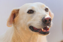 FATINA, Hund, Mischlingshund in Italien - Bild 10