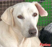 FATINA, Hund, Mischlingshund in Italien - Bild 7