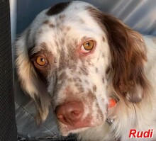 RUDI, Hund, Epagneul Breton-Irish Setter-Mix in Italien - Bild 1