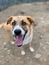 SOCKE, Hund, Mischlingshund in Türkei - Bild 10