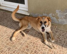 SOCKE, Hund, Mischlingshund in Türkei - Bild 11
