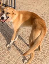 SOCKE, Hund, Mischlingshund in Türkei - Bild 12