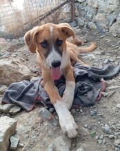 SOCKE, Hund, Mischlingshund in Türkei - Bild 13