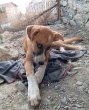 SOCKE, Hund, Mischlingshund in Türkei - Bild 14