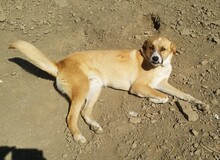 SOCKE, Hund, Mischlingshund in Türkei - Bild 2