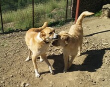 SOCKE, Hund, Mischlingshund in Türkei - Bild 4