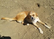 SOCKE, Hund, Mischlingshund in Türkei - Bild 6
