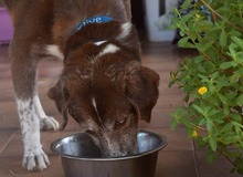 EDDY, Hund, Mischlingshund in Kroatien - Bild 6
