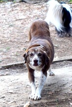 EDDY, Hund, Mischlingshund in Kroatien - Bild 7