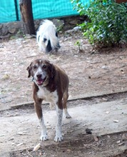 EDDY, Hund, Mischlingshund in Kroatien - Bild 8