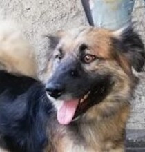 REXI, Hund, Mischlingshund in Slowakische Republik - Bild 1
