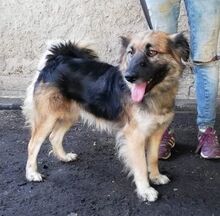REXI, Hund, Mischlingshund in Slowakische Republik - Bild 2