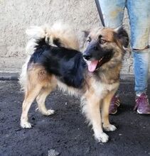 REXI, Hund, Mischlingshund in Slowakische Republik - Bild 3