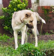 HELY, Hund, Mischlingshund in Heidenau - Bild 3