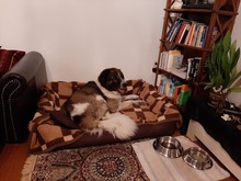 LUBO, Hund, Herdenschutzhund-Mix in Bad Belzig - Bild 11