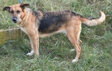 AMY, Hund, Deutscher Schäferhund-Mix in Ungarn - Bild 3