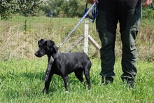 IDA, Hund, Mischlingshund in Ungarn - Bild 8