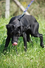 IDA, Hund, Mischlingshund in Ungarn - Bild 9