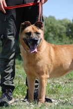 ASZ, Hund, Mischlingshund in Ungarn - Bild 1