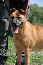 ASZ, Hund, Mischlingshund in Ungarn - Bild 2