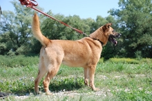 ASZ, Hund, Mischlingshund in Ungarn - Bild 3