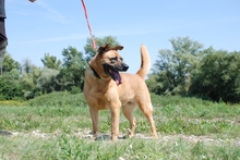 ASZ, Hund, Mischlingshund in Ungarn - Bild 4