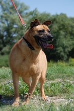 ASZ, Hund, Mischlingshund in Ungarn - Bild 5