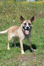 NORI, Hund, Mischlingshund in Ungarn - Bild 1