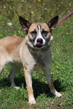 NORI, Hund, Mischlingshund in Ungarn - Bild 2
