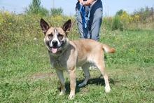 NORI, Hund, Mischlingshund in Ungarn - Bild 3